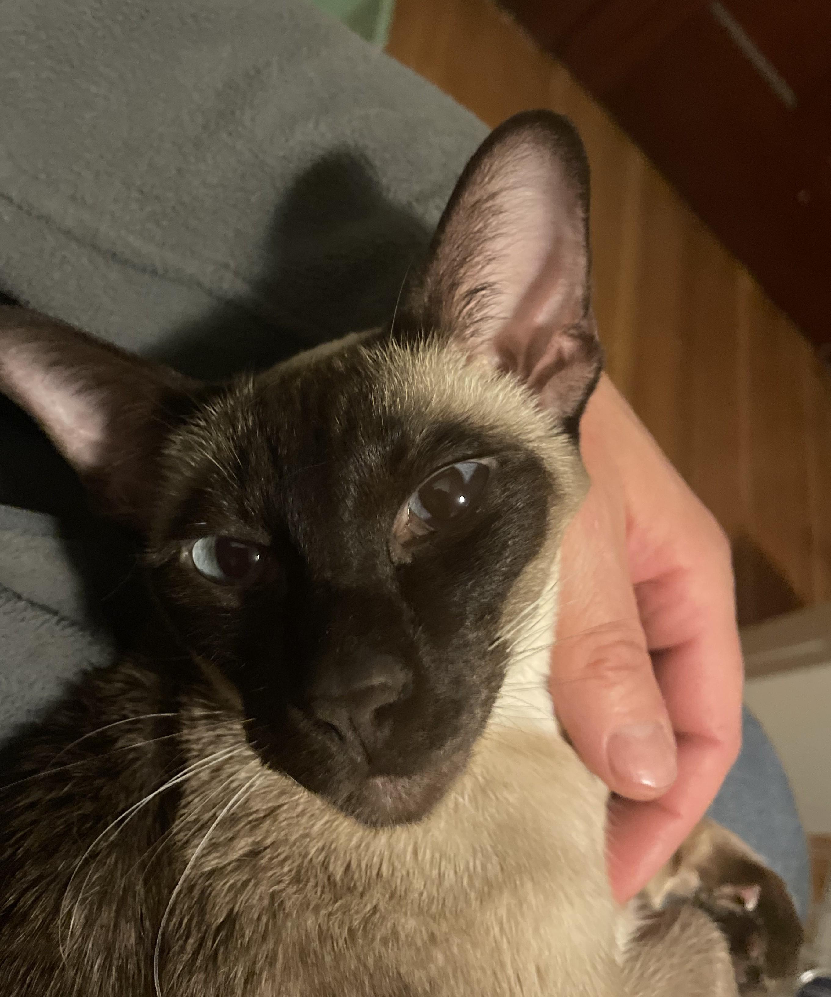 Cleah, an adoptable Siamese in Brockport, NY image 2/6