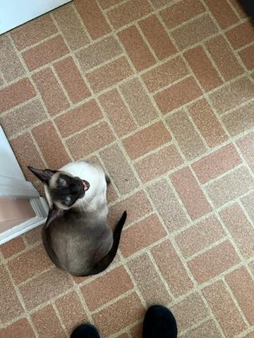 Enlarge Cleah, an adoptable Siamese in Brockport, NY image 3/5