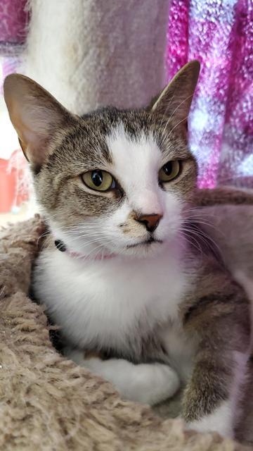 Luna, Adoptable, Adult Female Domestic Short Hair.