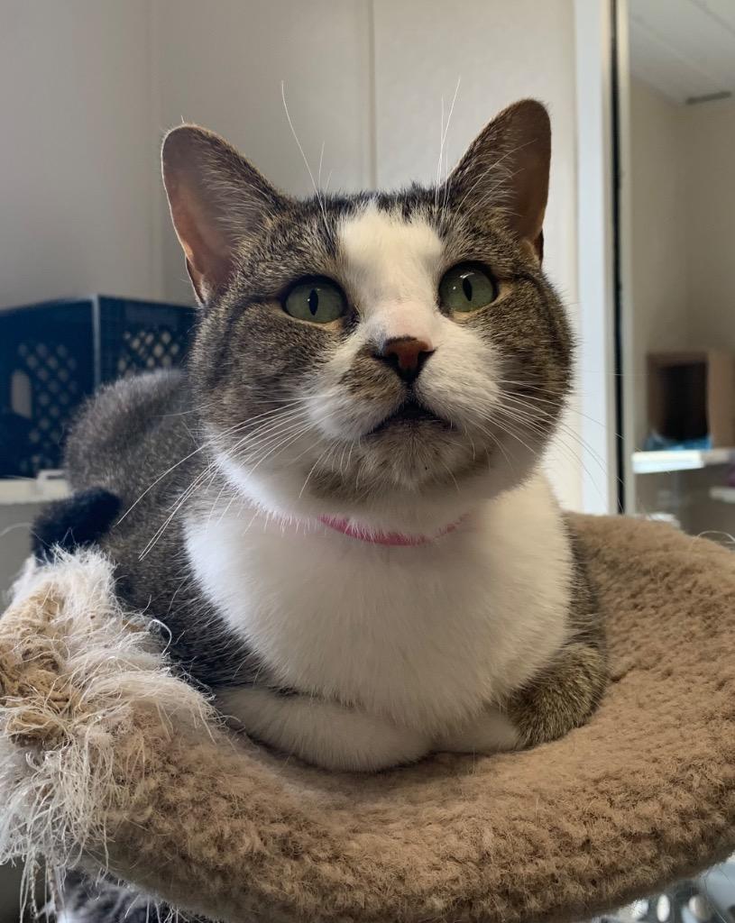 Luna, Adoptable, Adult Female Domestic Short Hair.