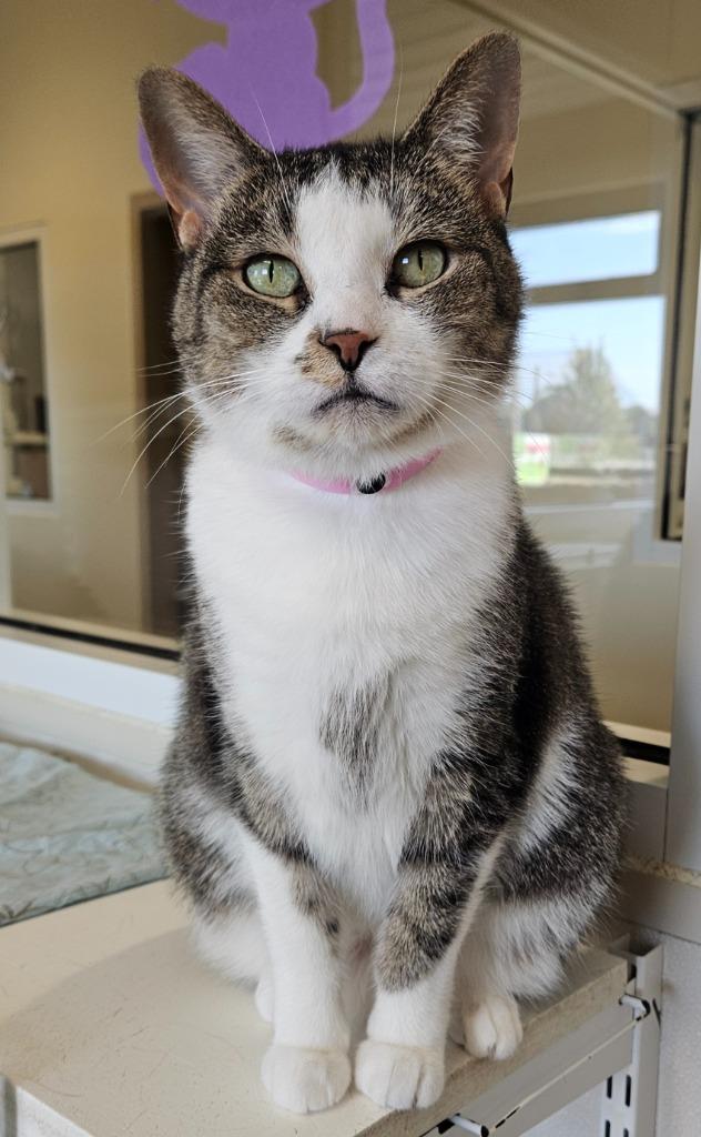 Luna, a Adoptable mixed breed in Fremont, OH image 1/6