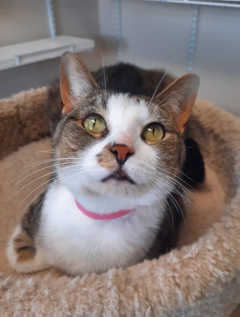 Luna, a Adoptable mixed breed in Fremont, OH image 2/6