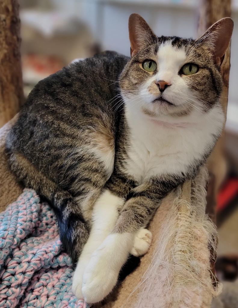 Luna, a Adoptable mixed breed in Fremont, OH image 4/6