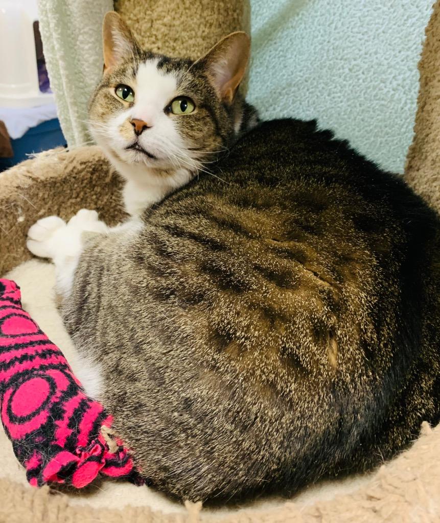 Luna, a Adoptable mixed breed in Fremont, OH image 6/6