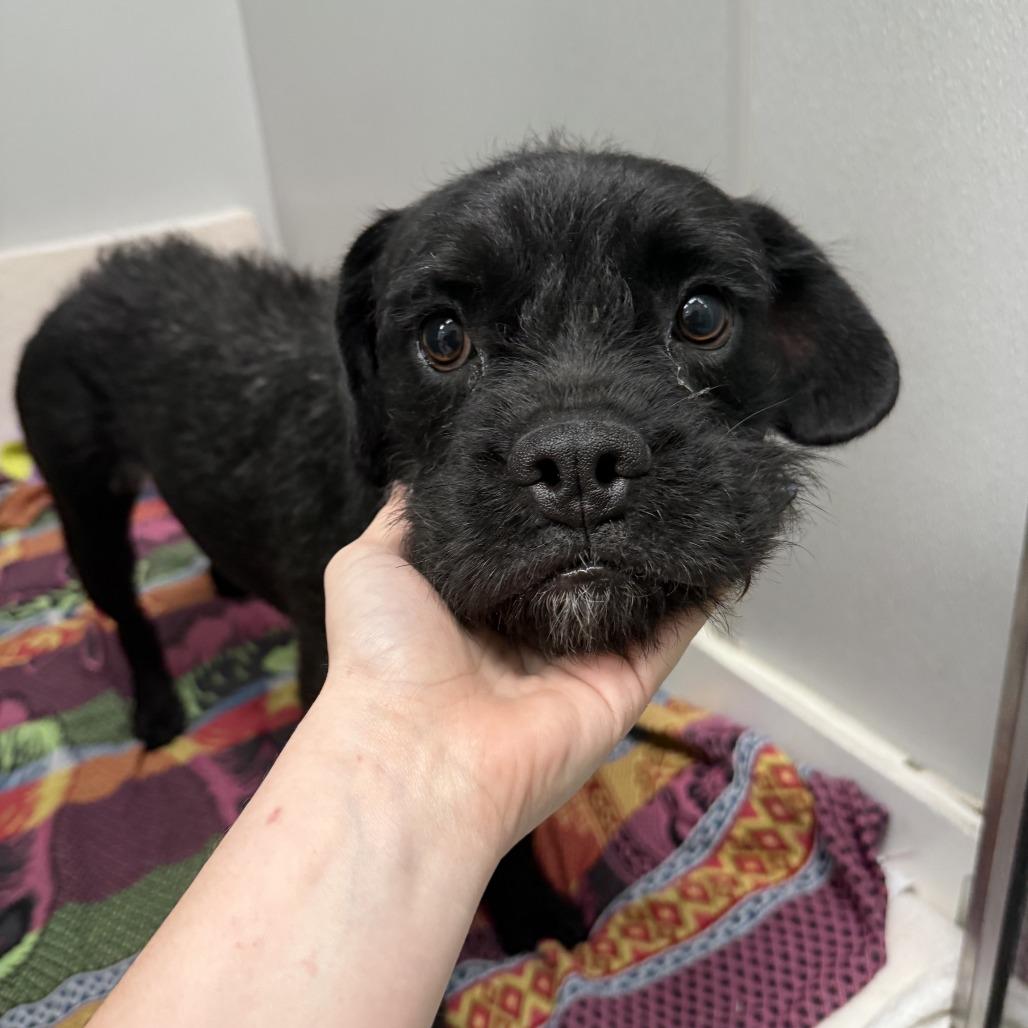 Popcorn, a Adoptable Mixed Breed in Jupiter, FL image 1/6