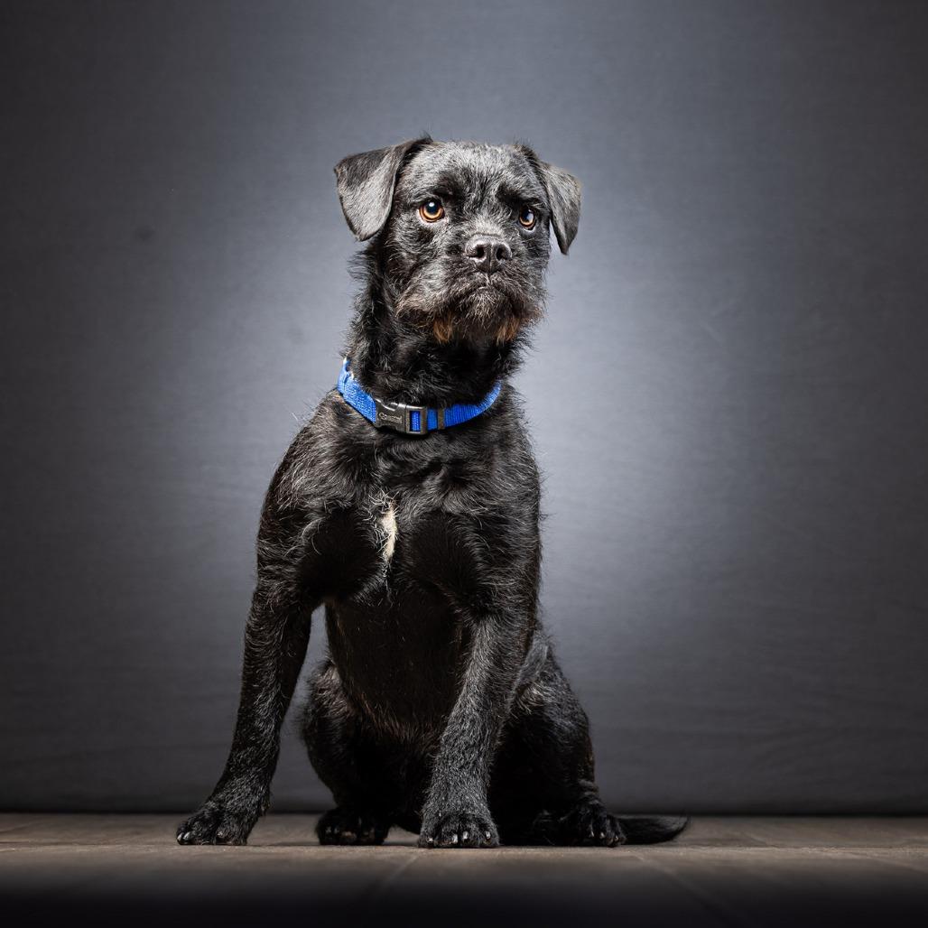 Popcorn, a Adoptable Mixed Breed in Jupiter, FL image 2/6