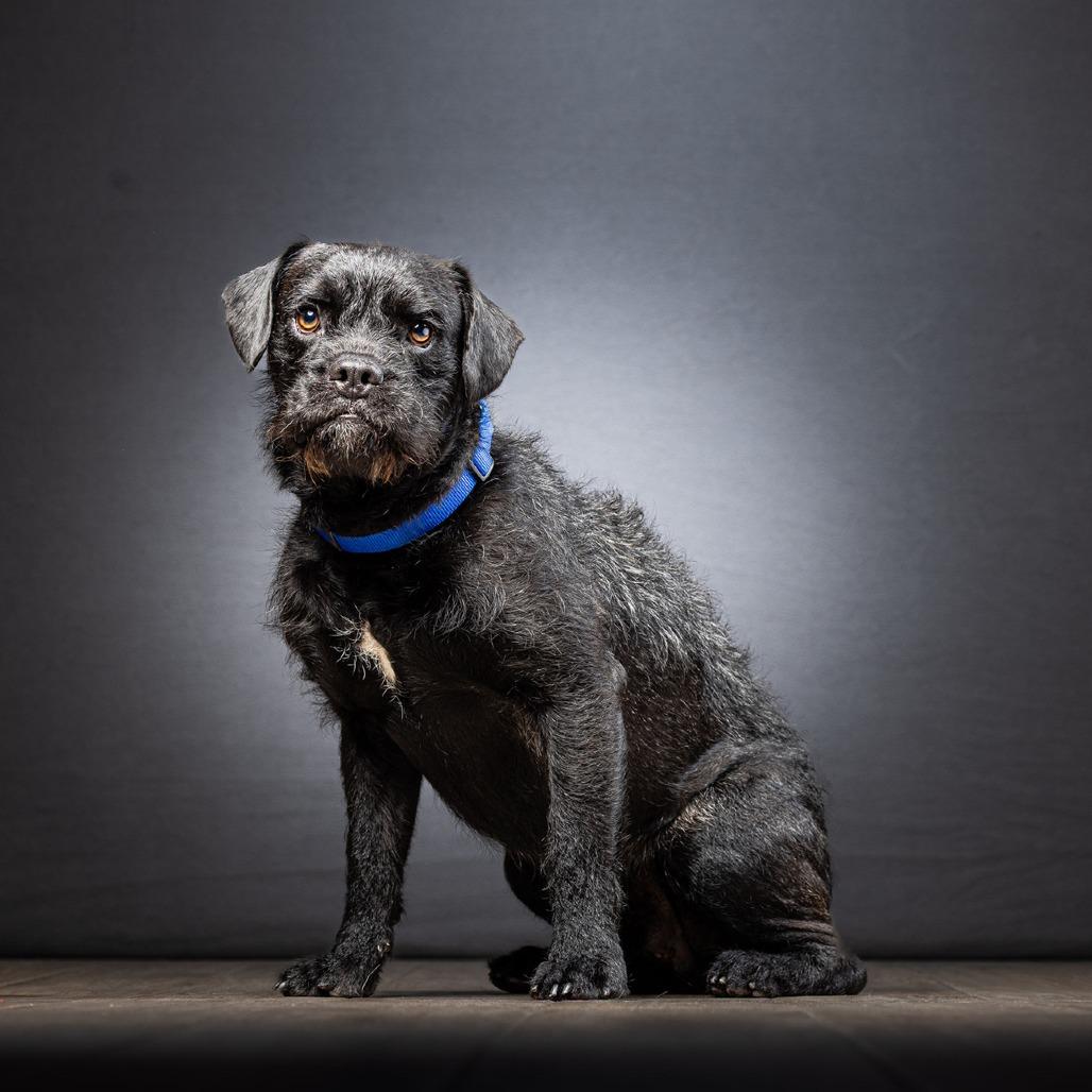 Popcorn, a Adoptable Mixed Breed in Jupiter, FL image 3/6