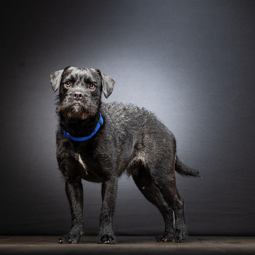 Popcorn, a Adoptable Mixed Breed in Jupiter, FL image 5/6