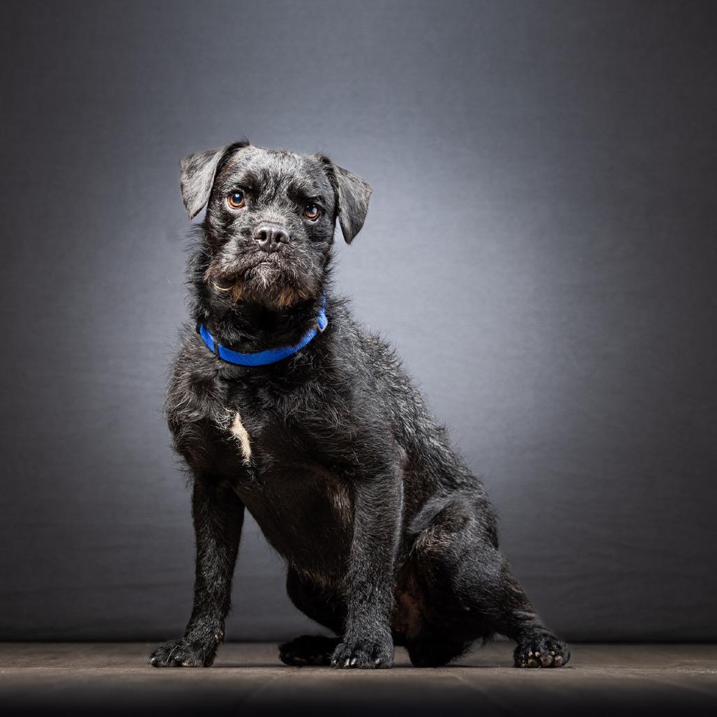 Popcorn, a Adoptable Mixed Breed in Jupiter, FL image 6/6
