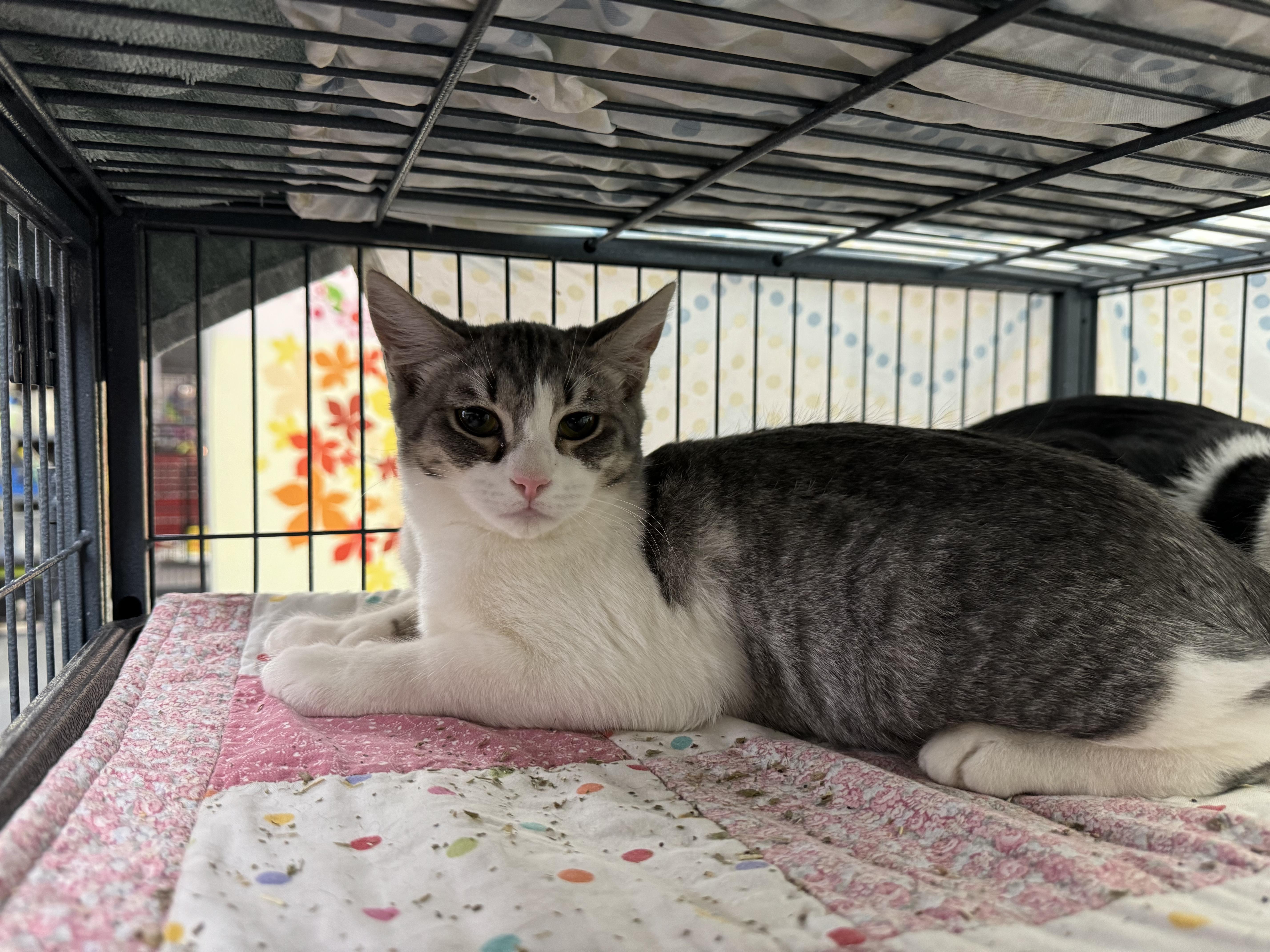 Skitter, Adoptable, Young Female Domestic Short Hair.