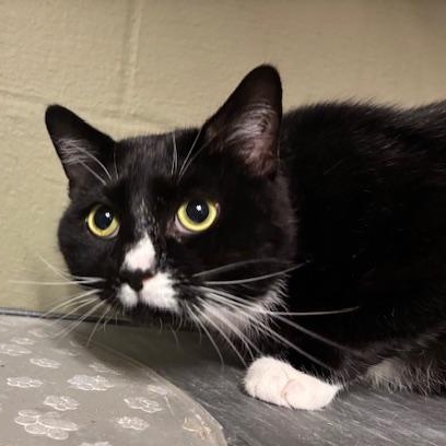Enlarge ADOPTED-Garrett, an adopted Domestic Short Hair in Braintree, MA image 1/6