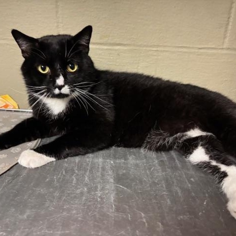 Enlarge ADOPTED-Garrett, an adopted Domestic Short Hair in Braintree, MA image 2/6