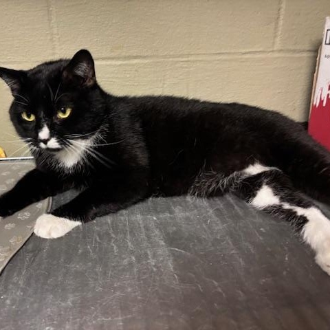 Enlarge ADOPTED-Garrett, an adopted Domestic Short Hair in Braintree, MA image 6/6