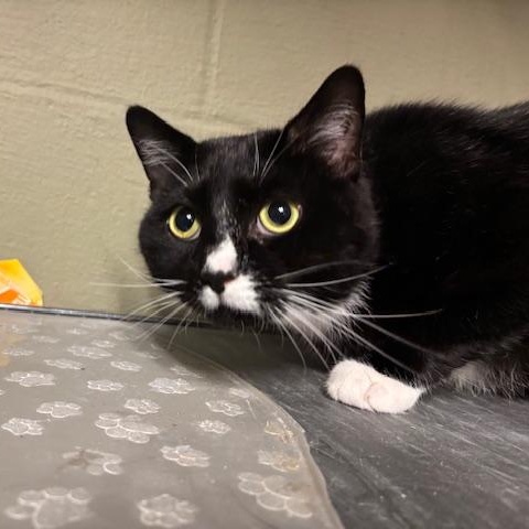 Enlarge ADOPTED-Garrett, an adopted Domestic Short Hair in Braintree, MA image 5/6