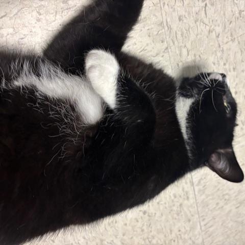 Enlarge ADOPTED-Garrett, an adopted Domestic Short Hair in Braintree, MA image 3/6
