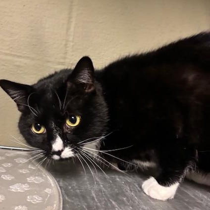 Enlarge ADOPTED-Garrett, an adopted Domestic Short Hair in Braintree, MA image 4/6