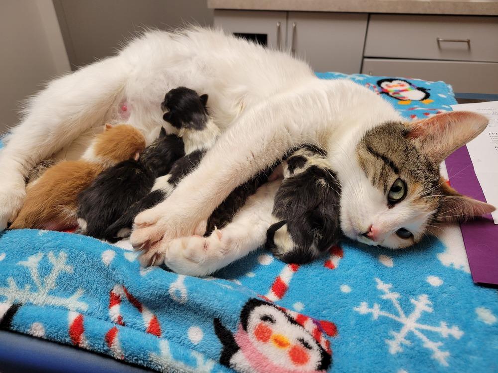 REDUCED FEE- Mirabel, Adoptable, Adult Female Domestic Short Hair.