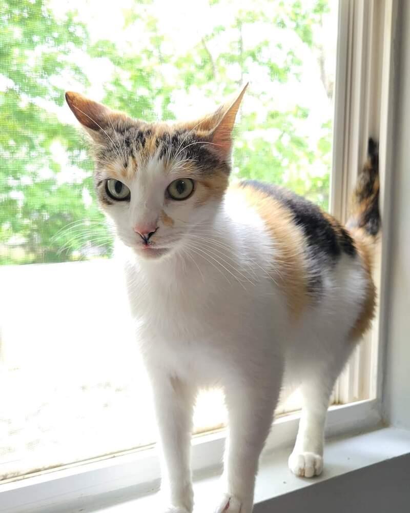 Enlarge REDUCED FEE- Mirabel, a Adoptable Domestic Short Hair in West Columbia, SC image 2/6