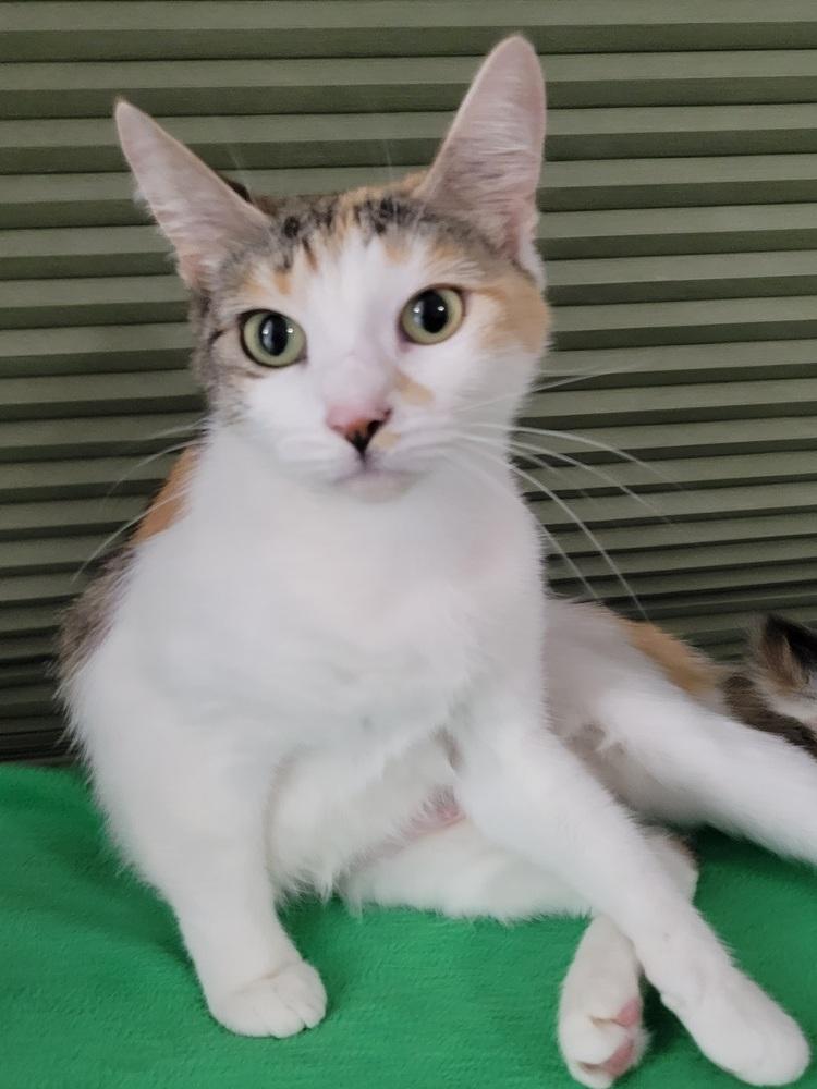 Enlarge REDUCED FEE- Mirabel, a Adoptable Domestic Short Hair in West Columbia, SC image 3/6