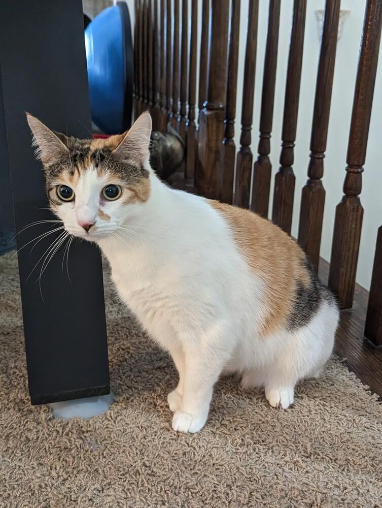 Enlarge REDUCED FEE- Mirabel, a Adoptable Domestic Short Hair in West Columbia, SC image 4/6