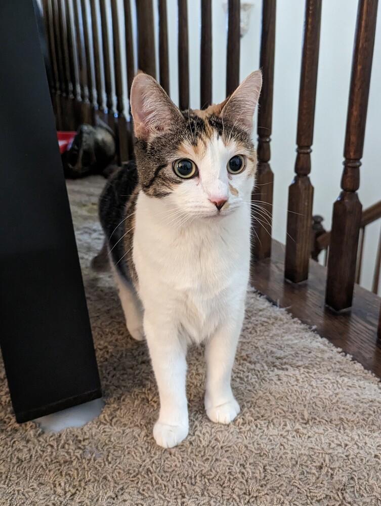 Enlarge REDUCED FEE- Mirabel, a Adoptable Domestic Short Hair in West Columbia, SC image 5/6