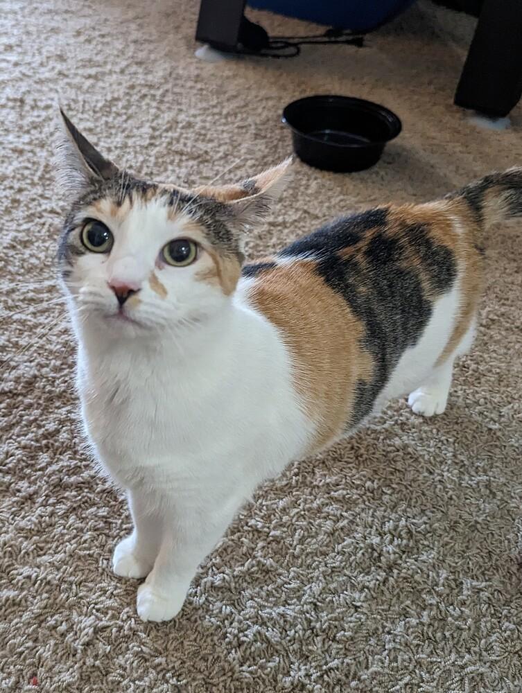 Enlarge REDUCED FEE- Mirabel, a Adoptable Domestic Short Hair in West Columbia, SC image 6/6