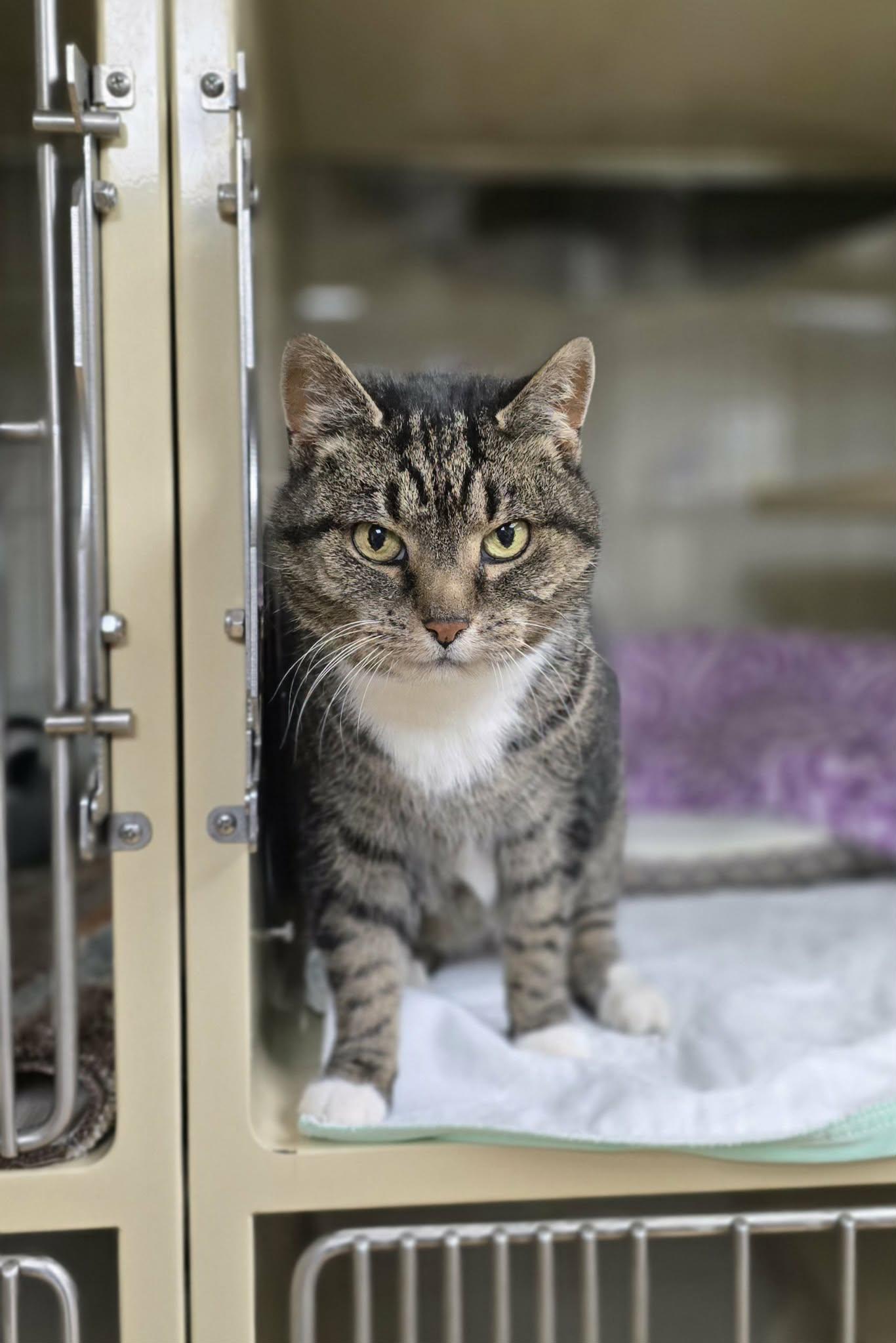 Enlarge Ella, a ADOPTABLE Domestic Short Hair in New Castle, PA image 3/6