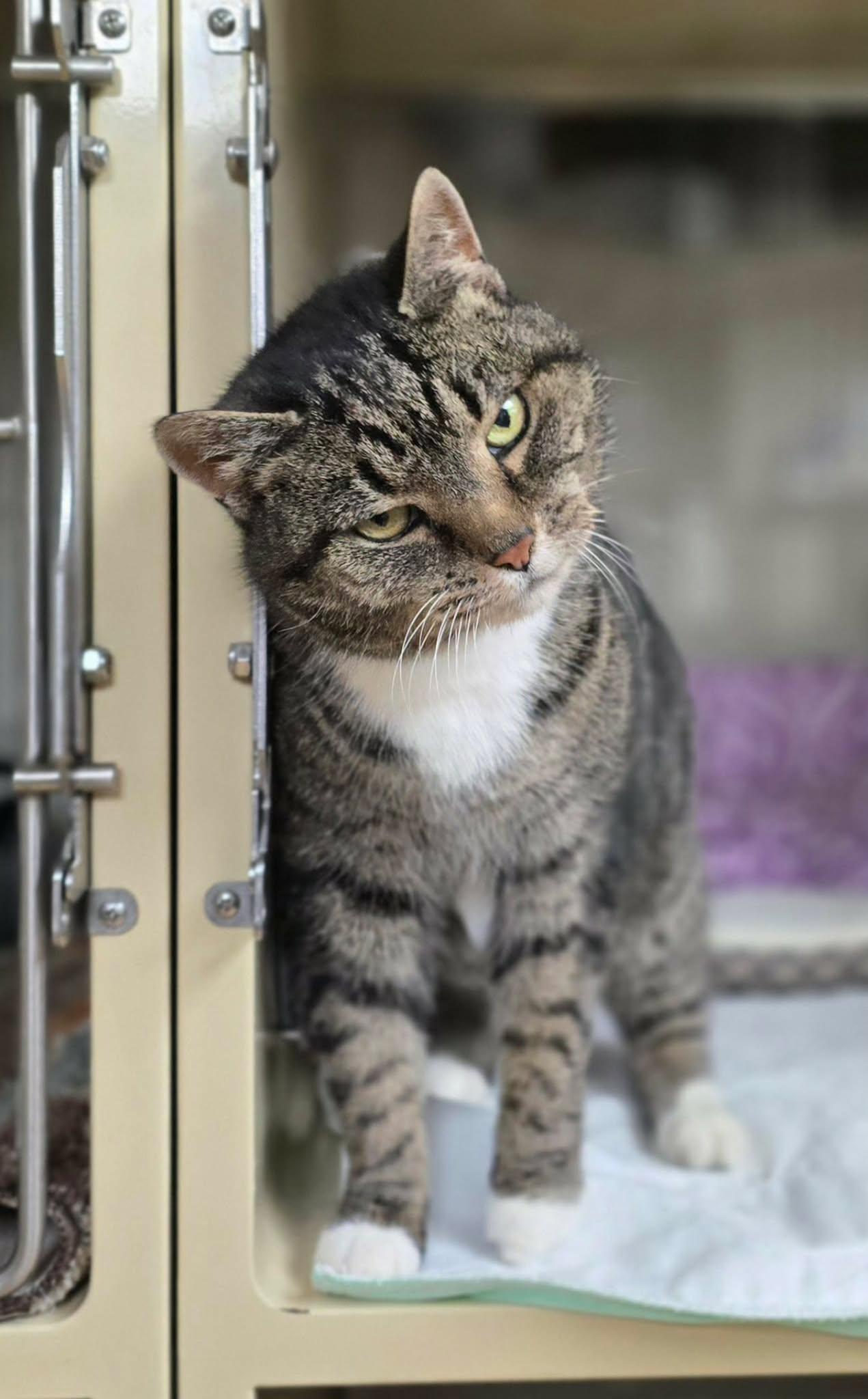 Ella, ADOPTABLE, Adult Female Domestic Short Hair.