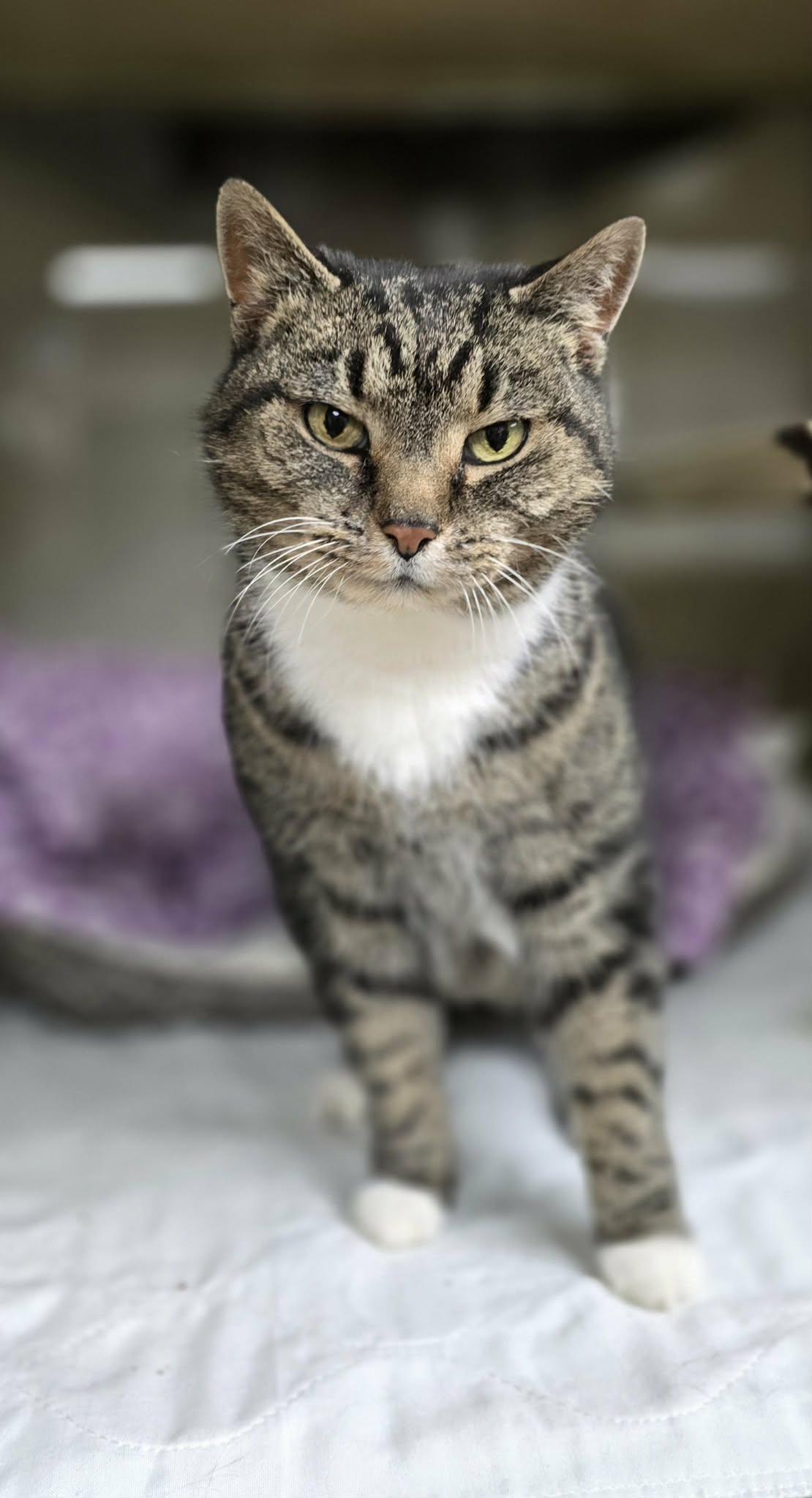 Enlarge Ella, a ADOPTABLE Domestic Short Hair in New Castle, PA image 2/6
