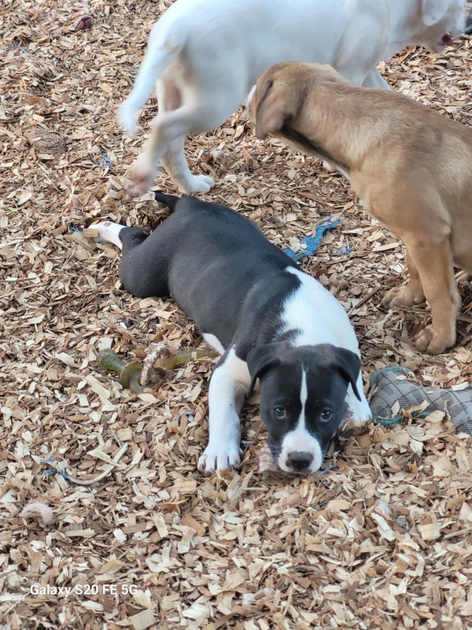 Enlarge Mary, a ADOPTABLE mixed breed in Hillsdale, NY image 2/4