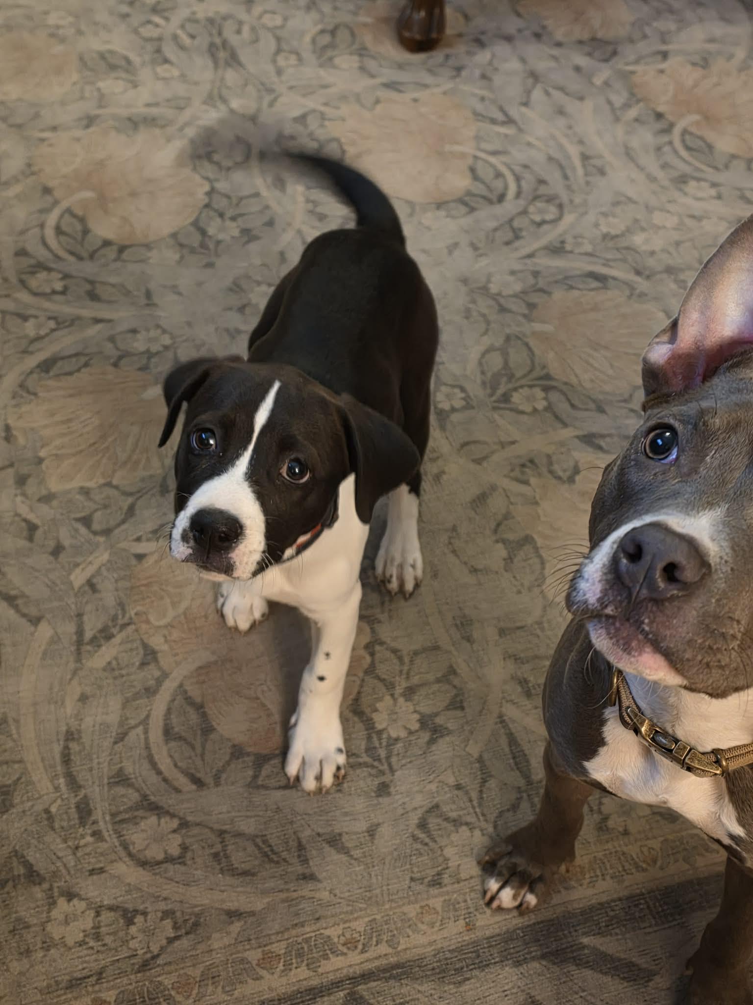 Mary, ADOPTABLE, Puppy Female American Bulldog.