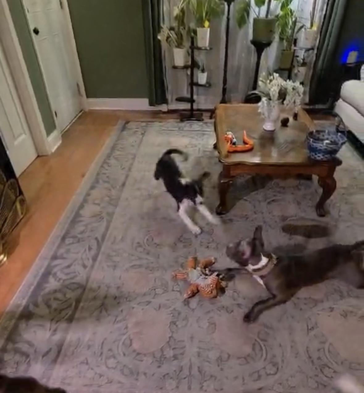 Enlarge Mary, a ADOPTABLE mixed breed in Hillsdale, NY image 3/4