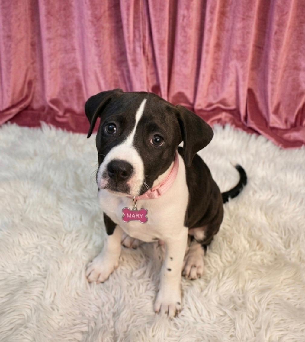 Mary, ADOPTABLE, Puppy Female American Bulldog.