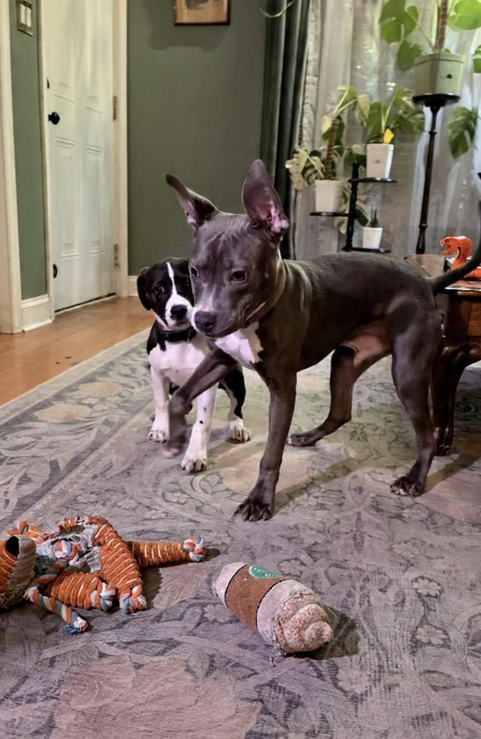 Enlarge Mary, a ADOPTABLE mixed breed in Hillsdale, NY image 4/4