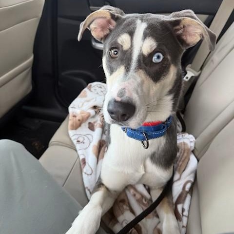 Enlarge Arnie, a ADOPTABLE mixed breed in Unionville, CT image 2/5