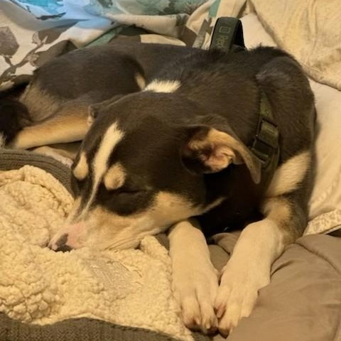 Enlarge Arnie, a ADOPTABLE mixed breed in Unionville, CT image 5/5