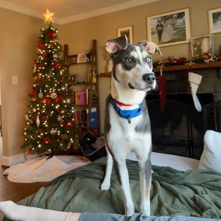 Enlarge Arnie, a ADOPTABLE mixed breed in Unionville, CT image 4/5