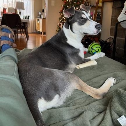 Enlarge Arnie, a ADOPTABLE mixed breed in Unionville, CT image 3/5