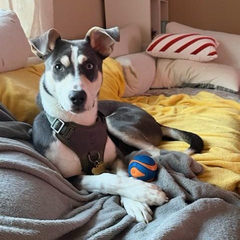 Arnie, ADOPTABLE, Young Male Australian Shepherd & Shepherd.