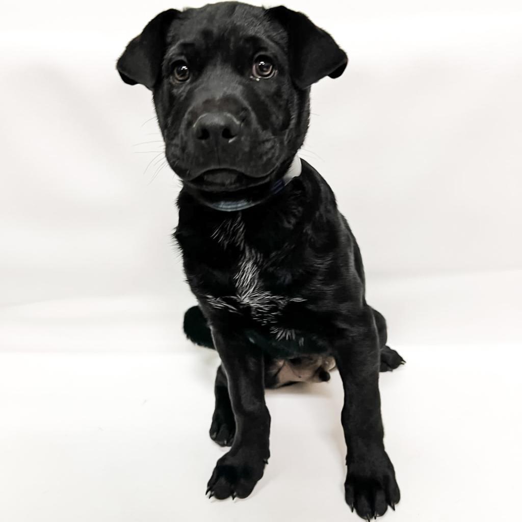 646 (2026) Jax, Adoptable, Adult Male Shar-Pei & Mixed Breed.