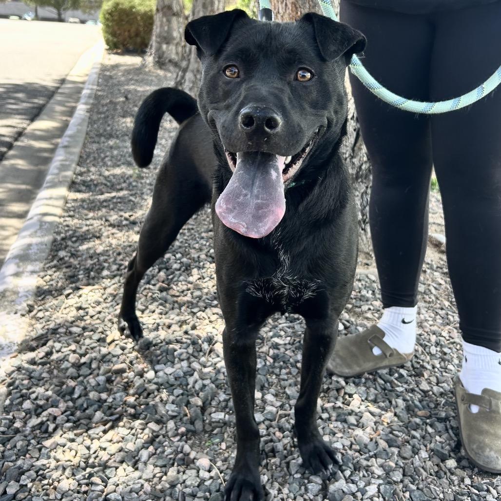 Enlarge 646 (2026) Jax, a Adoptable mixed breed in Parker, CO image 2/6
