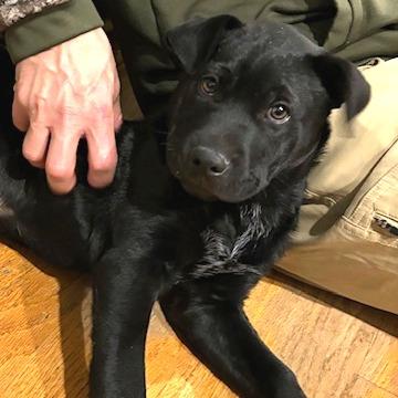 Enlarge 646 (2026) Jax, a Adoptable mixed breed in Parker, CO image 3/6