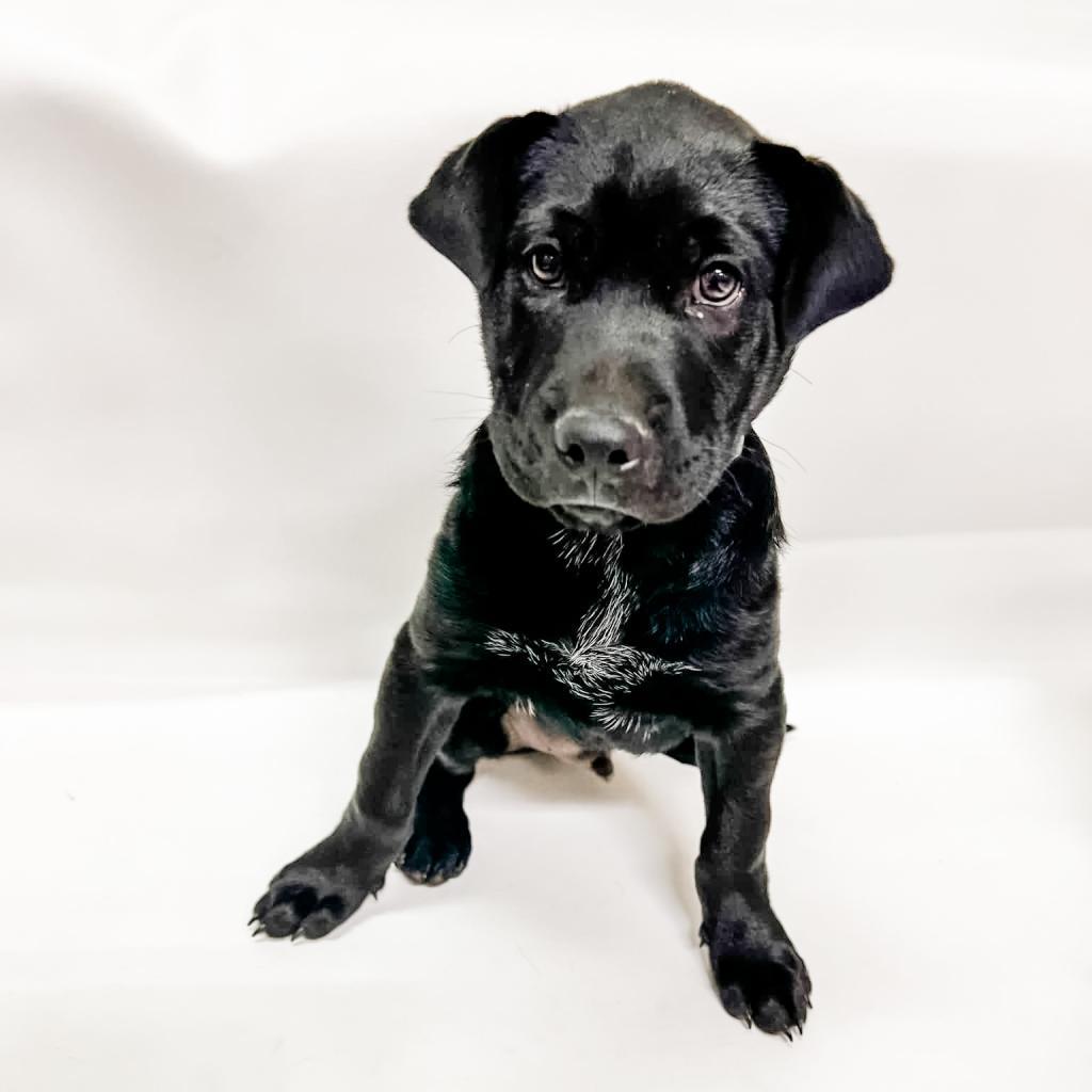 Enlarge 646 (2026) Jax, a Adoptable mixed breed in Parker, CO image 4/6