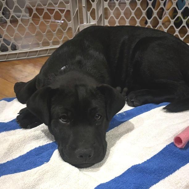 Enlarge 646 (2026) Jax, a Adoptable mixed breed in Parker, CO image 5/6