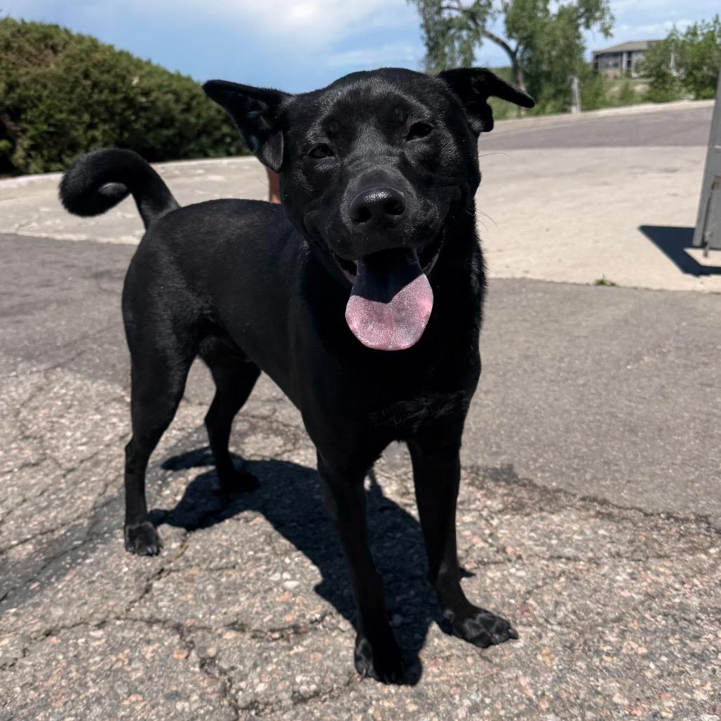 Enlarge 646 (2026) Jax, a Adoptable mixed breed in Parker, CO image 6/6