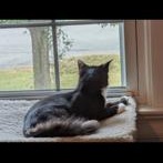 Enlarge Denver, a Adoptable mixed breed in Richmond, VA image 4/4