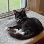 Enlarge Denver, a Adoptable mixed breed in Richmond, VA image 3/4