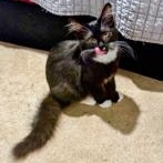 Enlarge Denver, a Adoptable mixed breed in Richmond, VA image 1/4