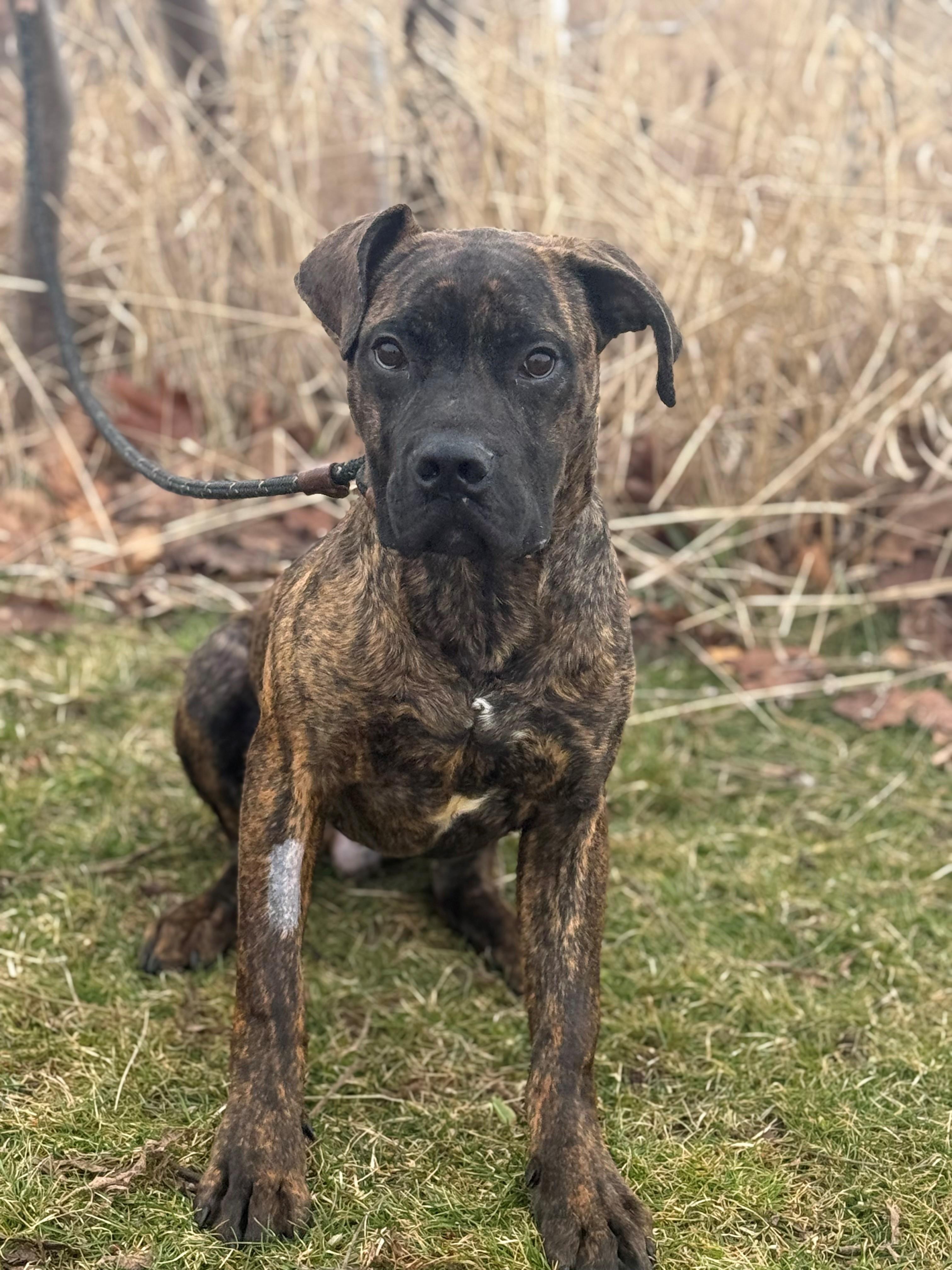 Enlarge Koa, an adopted mixed breed in Hamilton, ON image 5/6