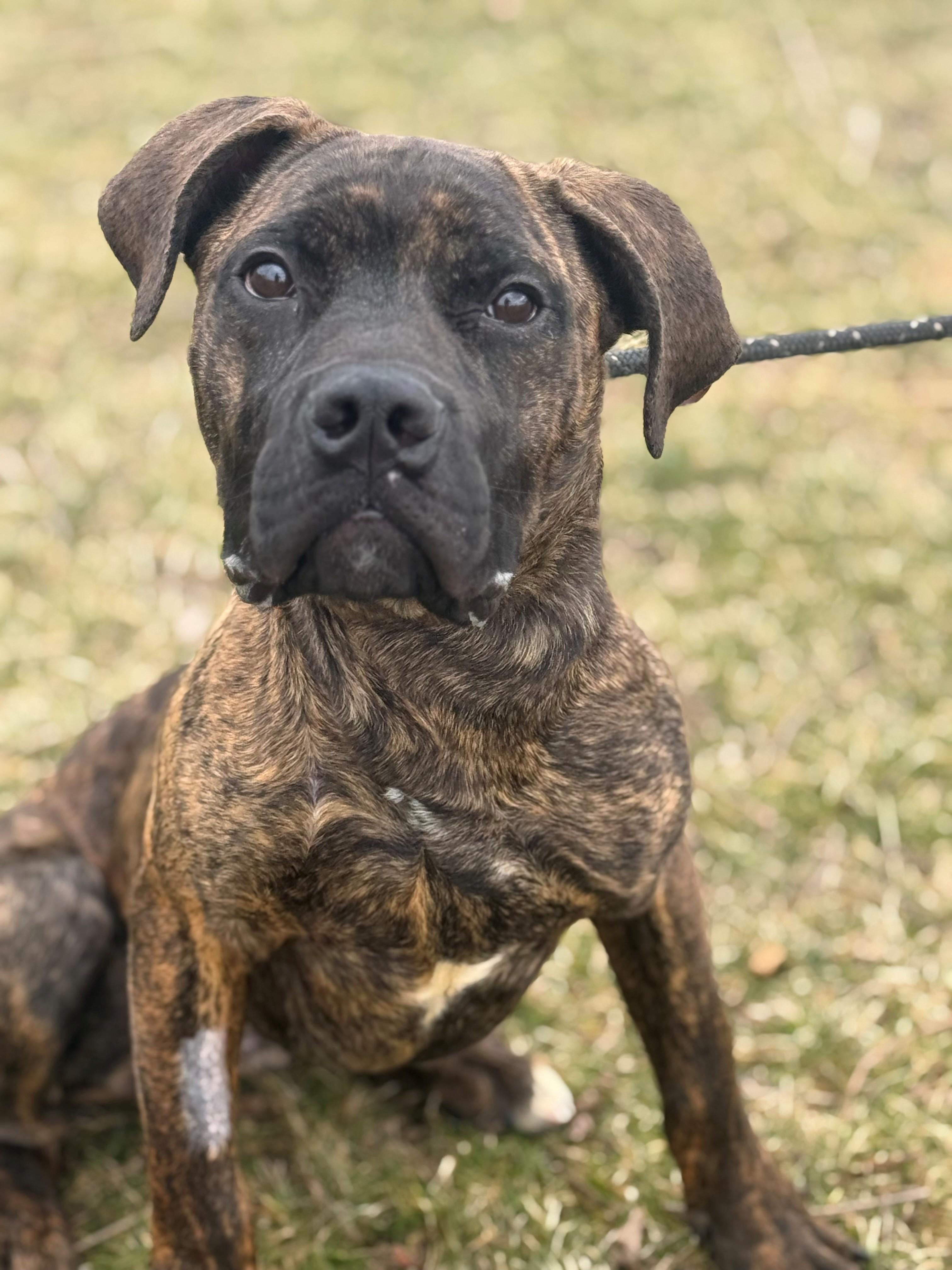Enlarge Koa, an adopted mixed breed in Hamilton, ON image 1/6